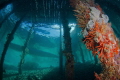   Under pier Raja Ampat  